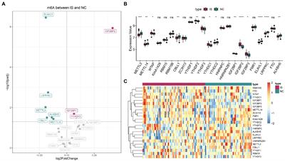N6-methyladenosine modulation classes and immune microenvironment regulation in ischemic stroke